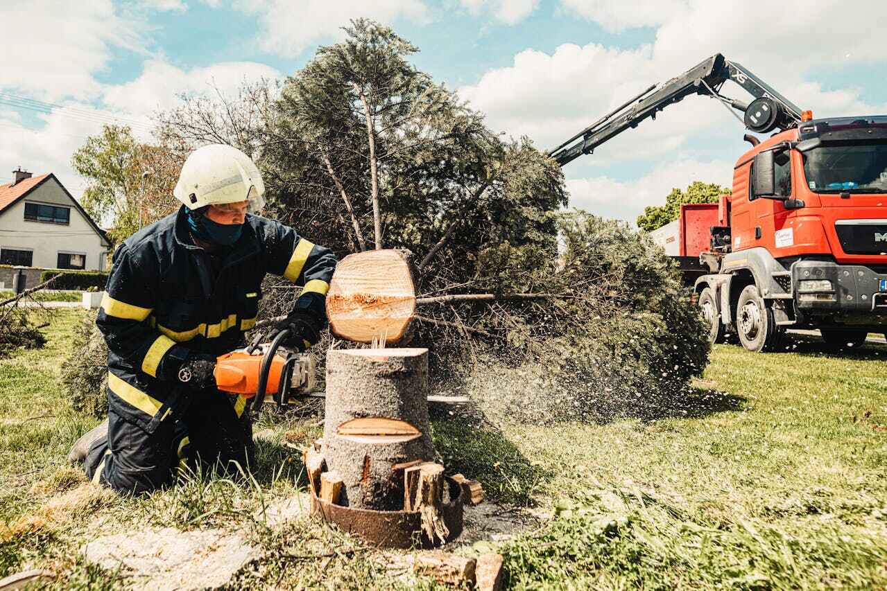 Best Tree Removal for Businesses  in USA